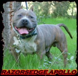 'PR' Razor's Edge Apollo of Rockwood
