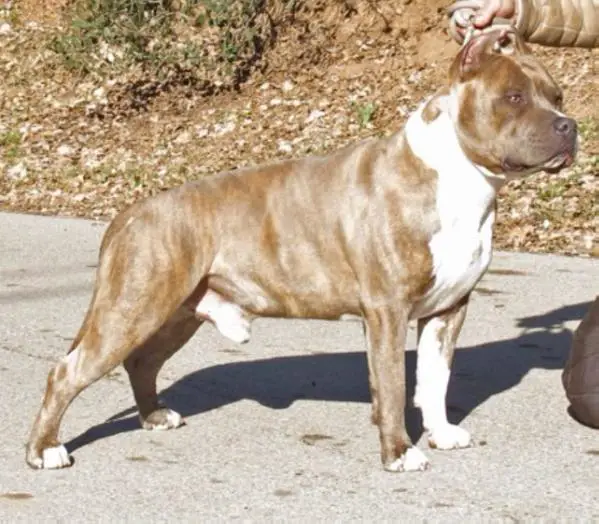 Majestic Staffs God Of Thunder