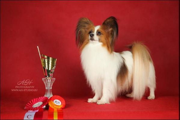 MULT CH Vilarden's Lucky Charm