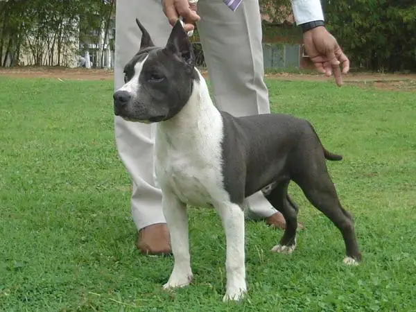 Prince Vale Aruana