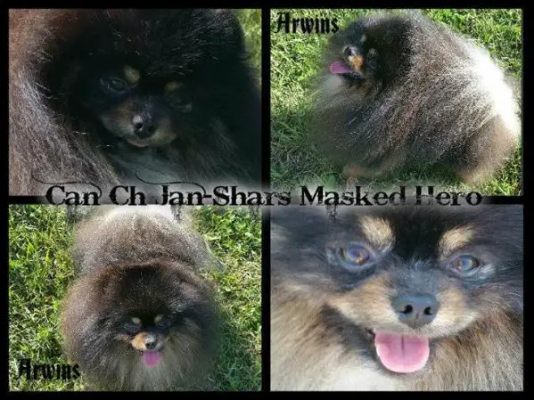 CAN CH Jan-Shars masked hero  (Arwins)