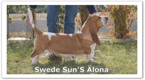 Swede sun's alona