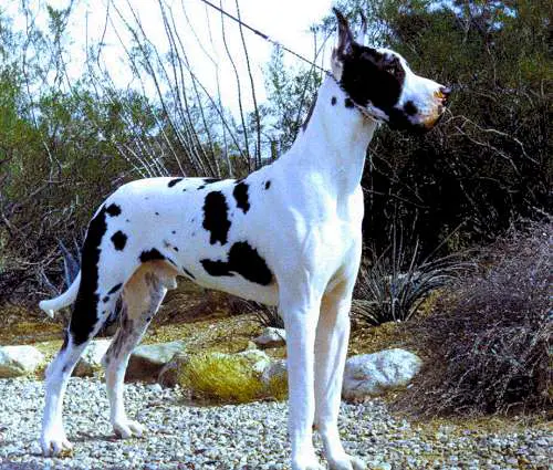 Riverwoods Fleckenhaus Quill