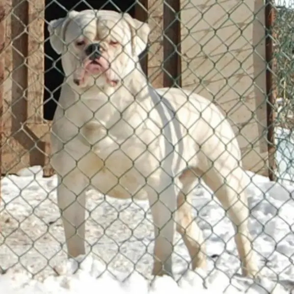 Great Lakes Polar Bear