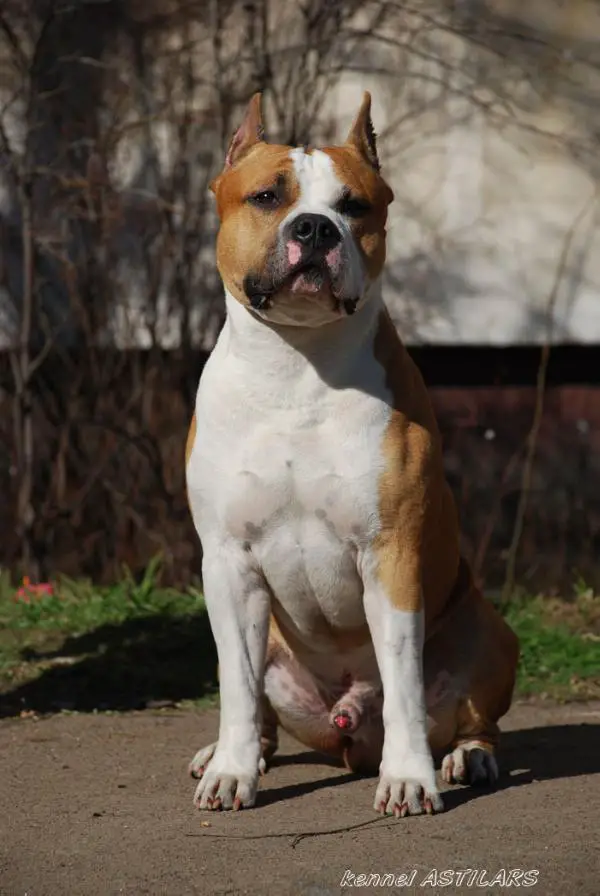 JCH RUS, CH RUS, RKF Astilars Irvin Show Man