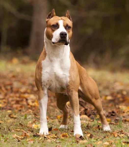 CH (AKC) Esoteric's East Coast Rounder