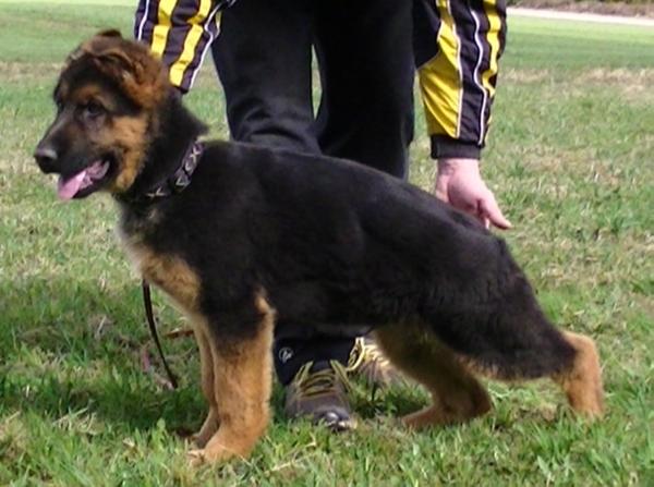 V Rocco vom Langenbungert