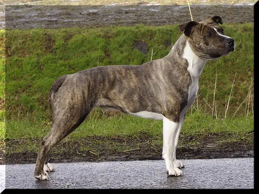 Blue Rising Star Front Page News