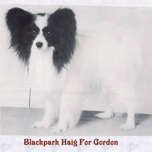 CH Blackpark Haig For Gordon