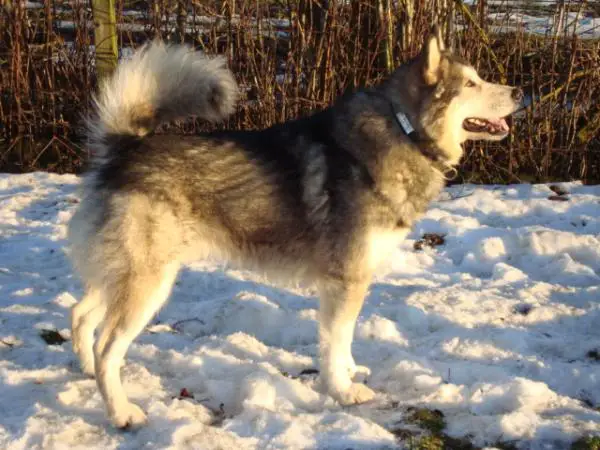 Yellowsnow Malamutes Brave Aslan