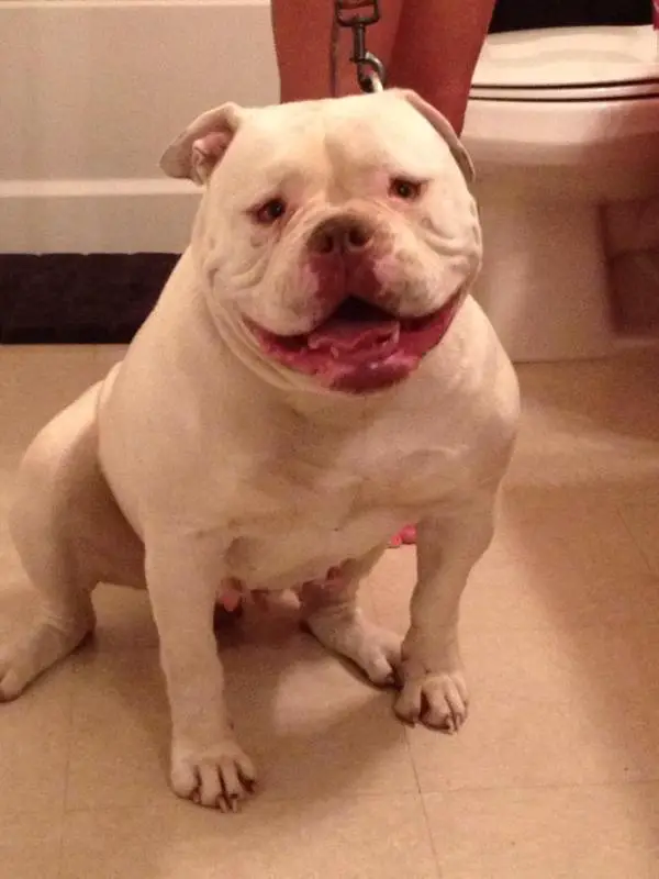 Sharp's Blondi of Butch Cassidy