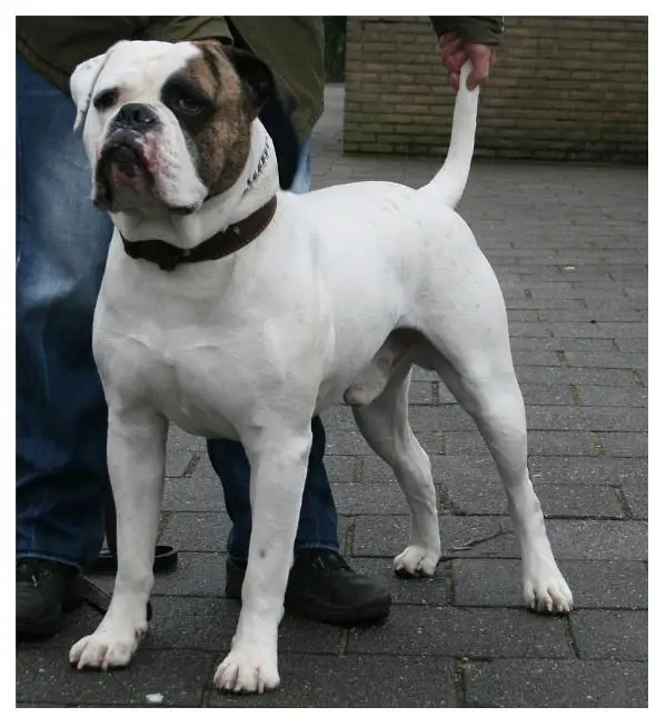 Shetan Bulls Dash Two