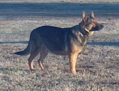 Endi Dungottom Von Taos Spirit