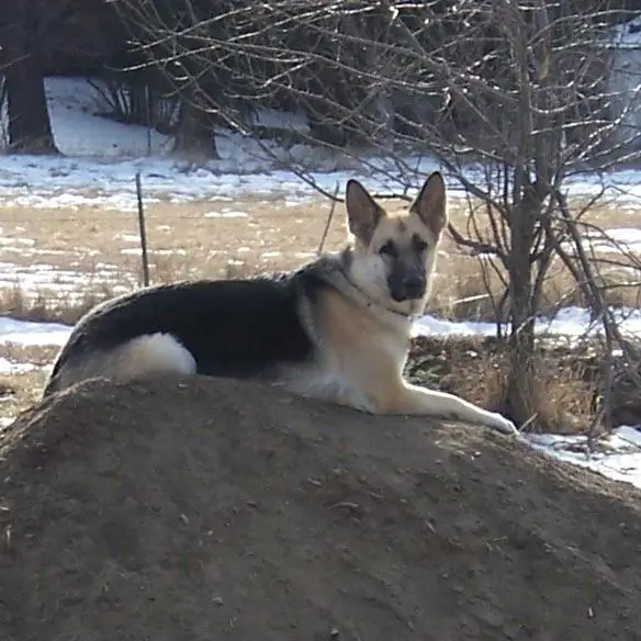 Rose Pawprints Danielson