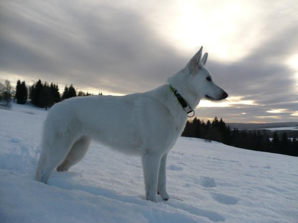 CAC, CAJC Asset Aclesia Janiyca