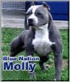 BLUE NATION'S MOLLY