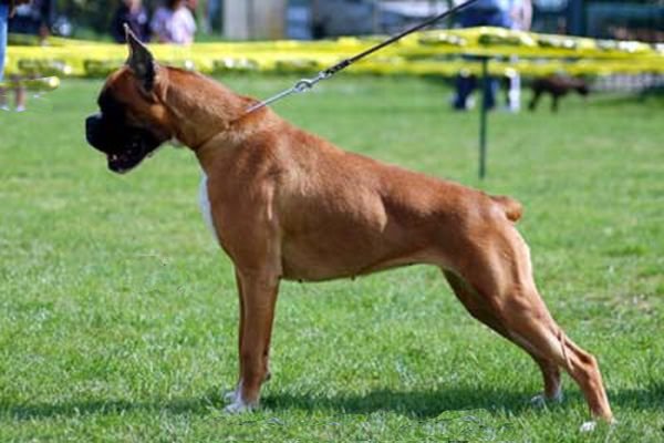 Jadore dei Quattro Calzini