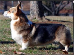 CH Letalone Creek Knight Train