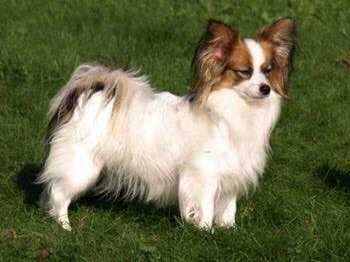 Nightfire's High Explosive