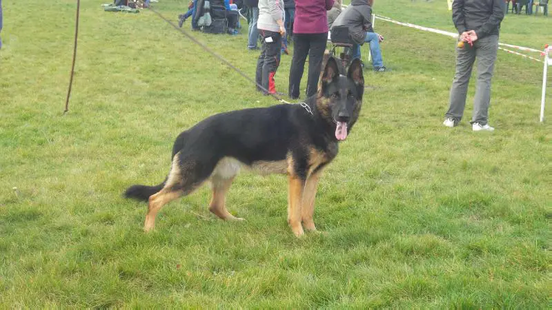 Gomo vom Weinbergblick