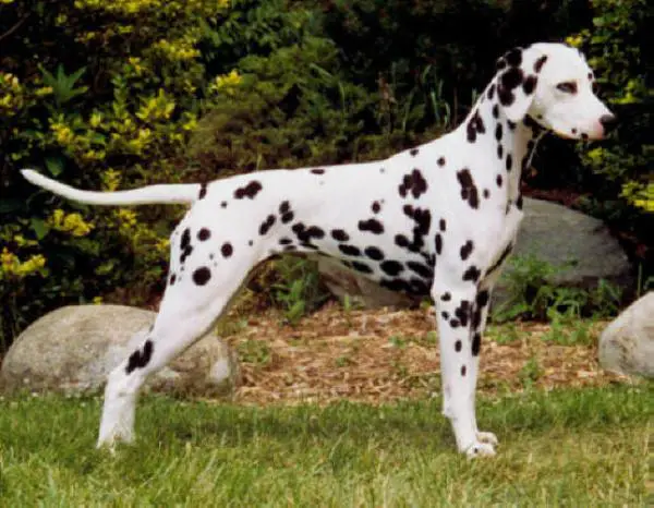 South St's Fire N Ice