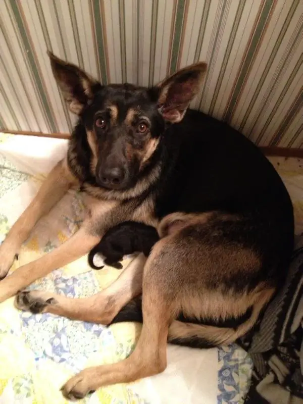 Fraulein Magdalena Alice Weber