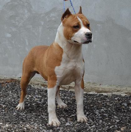 Crazy Crys Power By Pureclass