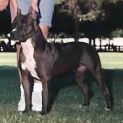 GRCH 'PR' Calderon's Dynasty's Sable