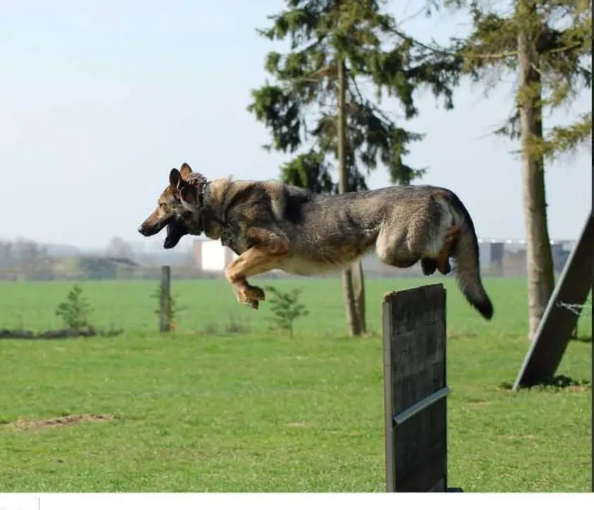 SG Gin vom Mühlenknapp