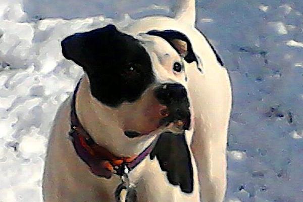 Chriso Asteri Adrasteia