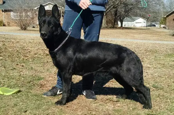 Ada Vom Ramhausen Zh