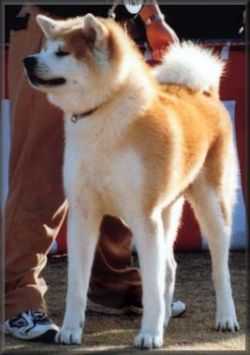 Toushou Go Aso Inoue Kensha