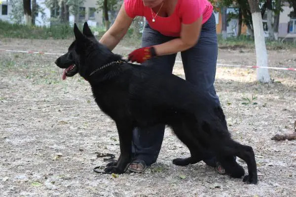 Shendy iz Doma Shebis