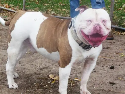 blue collar's Mr. jack daniels