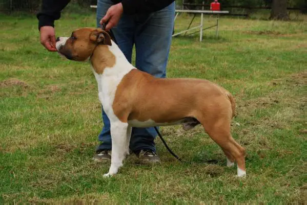 Cameron de l'ambrassie des kompystou