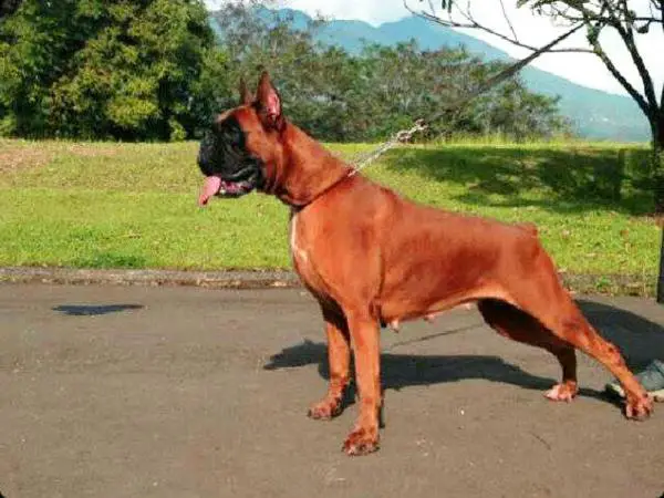 KBI SIEGERIN 2013, Indonesia Ch. Napmary's Belong To You