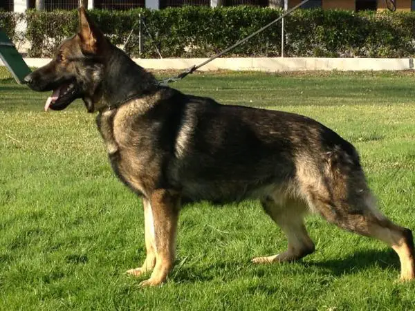 Xavi de Jardines del Real