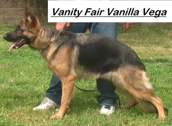 Vanity Fair Vanilla Vega (*)