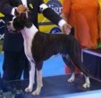 Colt Brazilian Verd´s Kennel