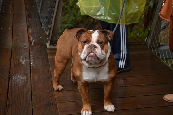 Pelto's Pancho