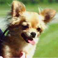 CH MCCORMICKS ROYAL SCANDAL Longed-Haired  USA  1998