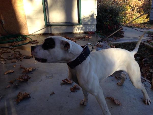 Alpha & Omegas Charlotte of KRK