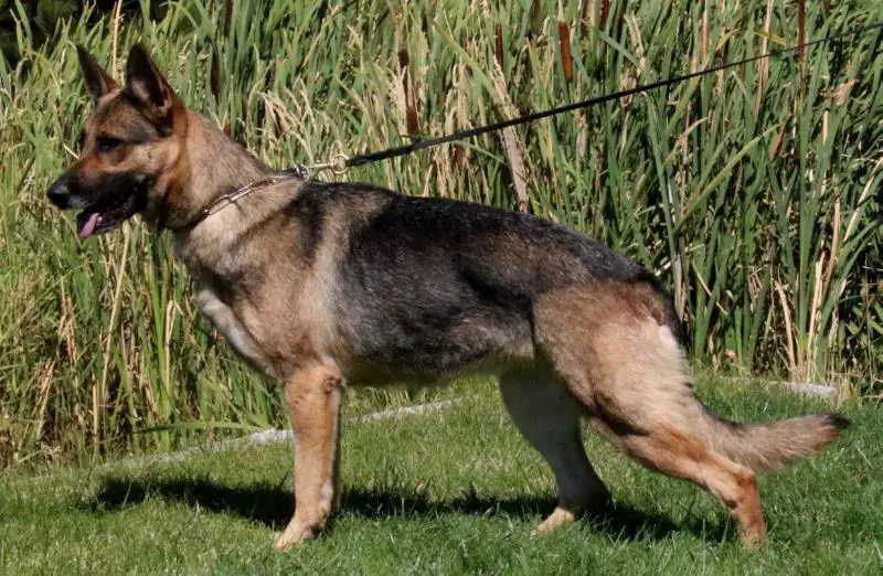 Carmen Vom Haus Vianden