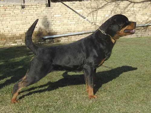 Rexona Vom Bonzi Star