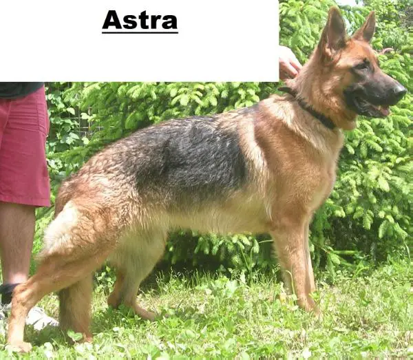 Astra (2011)