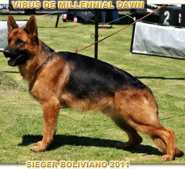 V4 SIEGER PERU 2013 Virus de Millennial Dawn