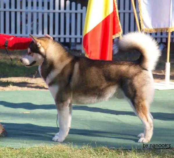 INT CH, CH Bear-Pak Blackfoot Bruno