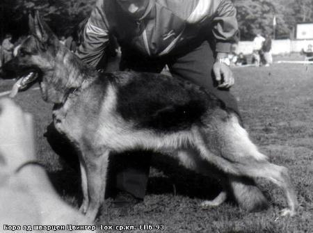 Bora aus dem Schwarzen Zwinger
