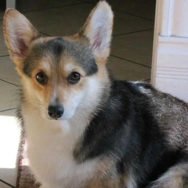 Corgilandia Last Moon