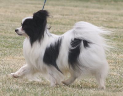 GR CH Flutterwing Saint Declan